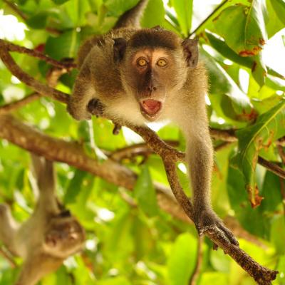 Macaco nella foresta tropicale Tailandese